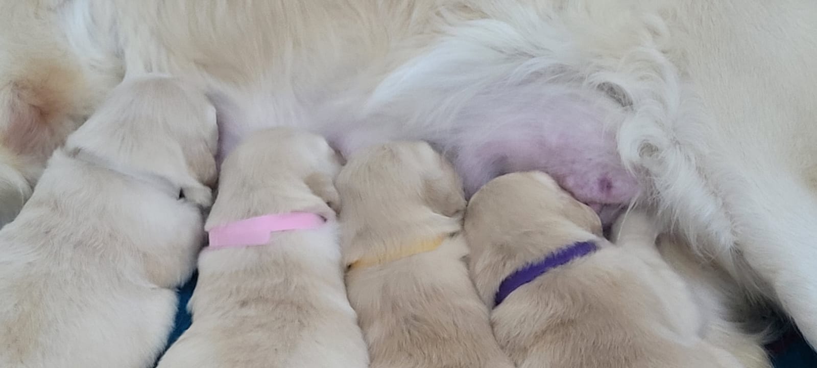 Welpen saufen an Zitzen